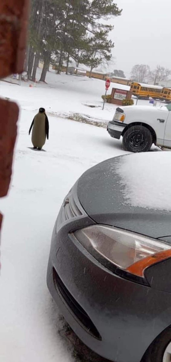 alexiogrenier's tweet photo. My man, are you lost ? 🫡🥹 #LostPenguin #HeNeedsAMap #GiveThisPenguinAMap #HesLost #Penguin https://t.co/eASp7L66fv