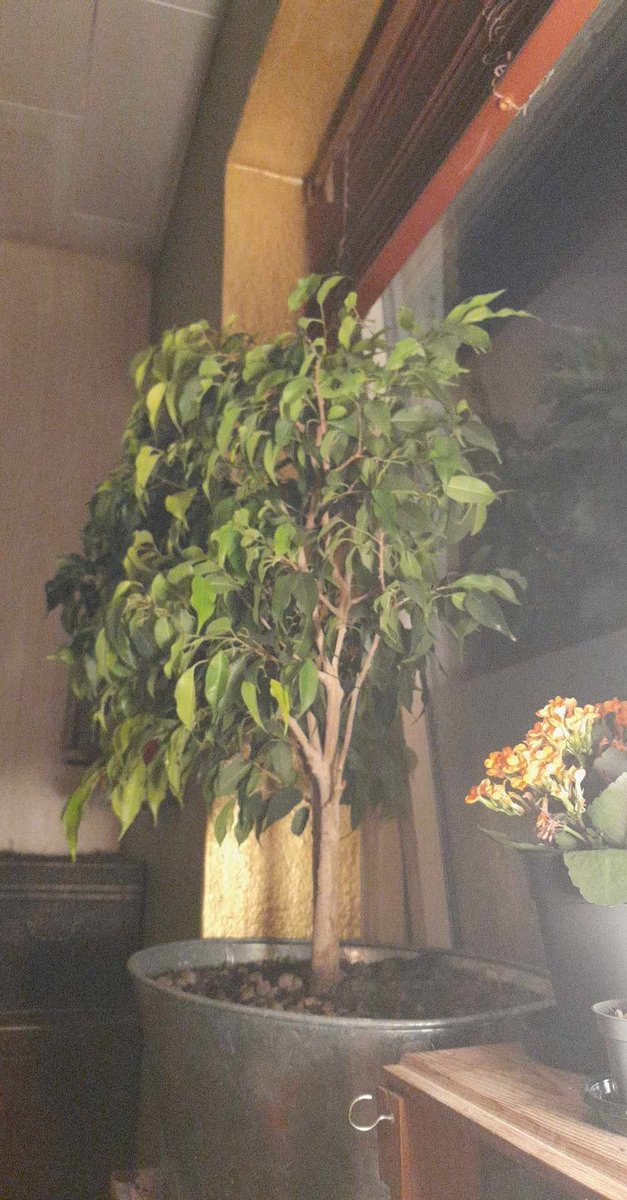 I had forgotten to turn Benny's pot this summer. Is it very noticeable? 😅