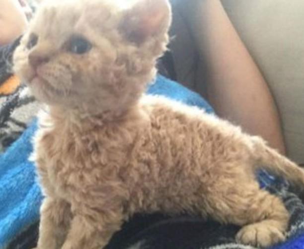 GATO CON RULOS, unico