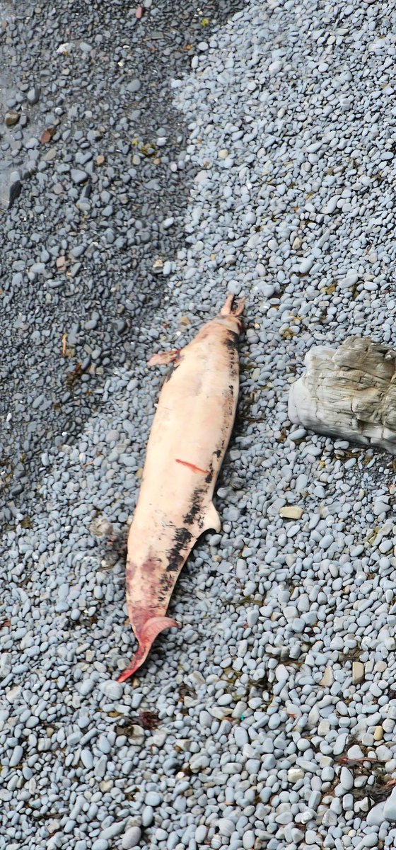 ModoQuady's tweet photo. A Beaked Whale stranding I discovered a couple of weeks ago near Blackpool Mill near Hartland in North Devon. What a sad end for this magnificent creature. https://t.co/uCSMu7gqWH