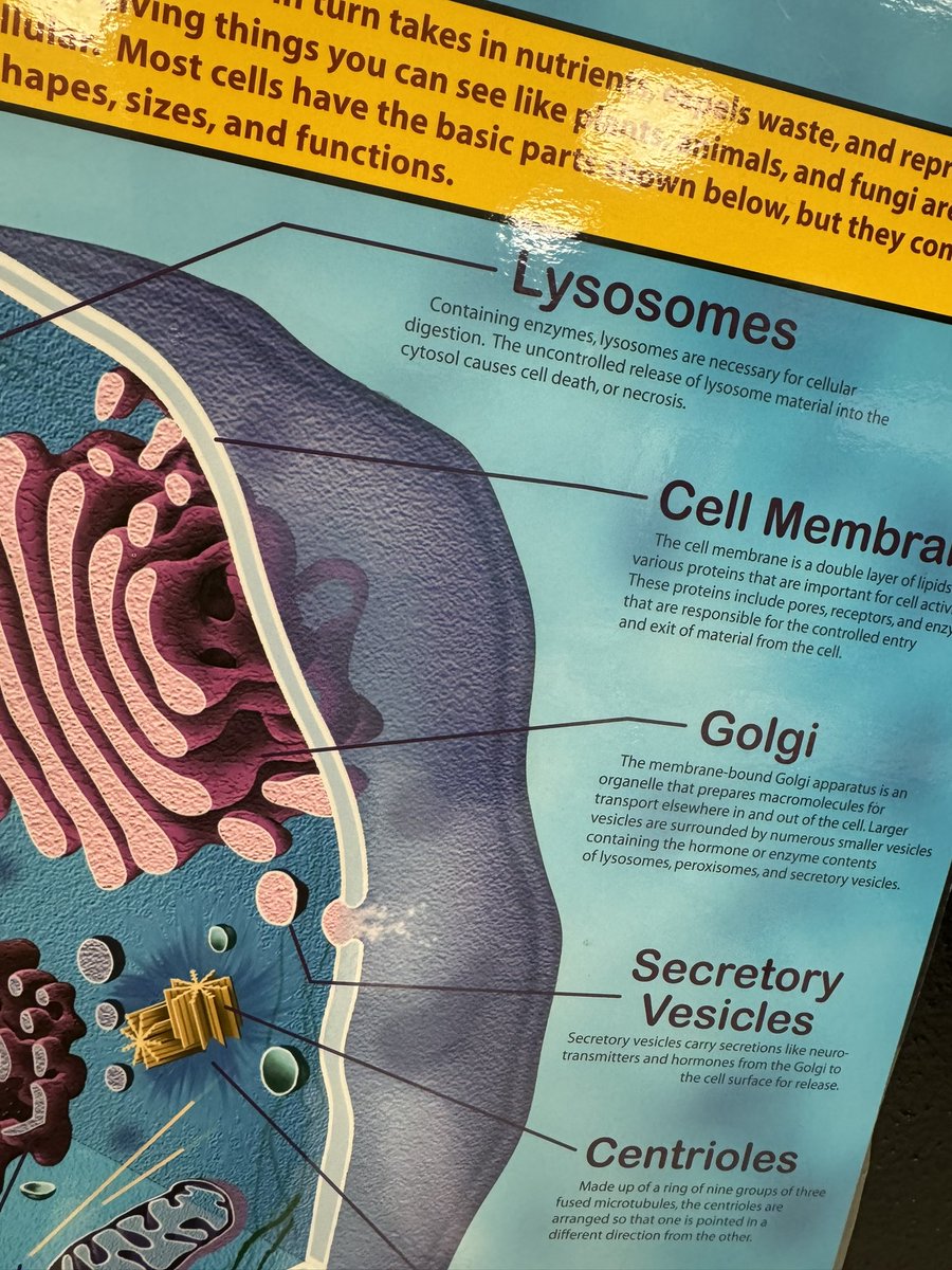 Spalding Biology tweet media