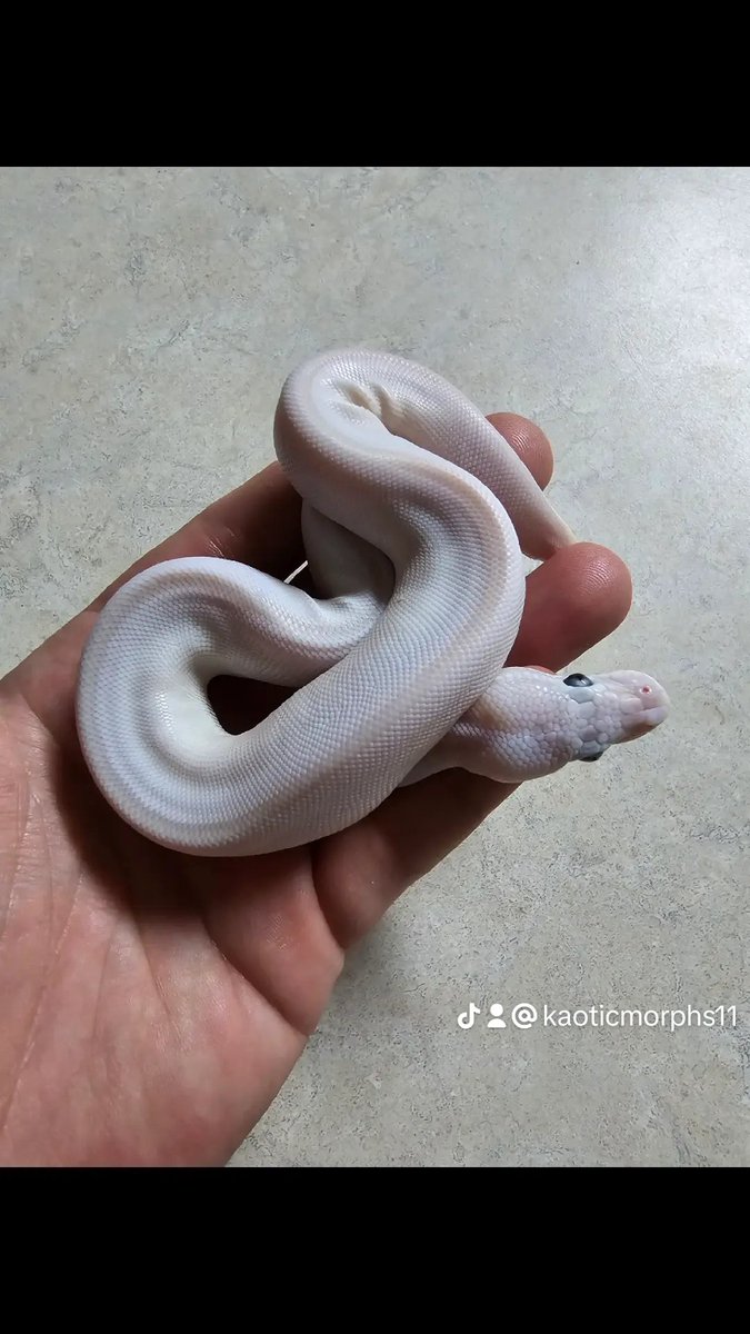 KaoticMorphz's tweet image. PURE WHITE 🤩
BLUE EYED LUCY
#KAOTICMORPHS 
#BABYBALLPYTHON