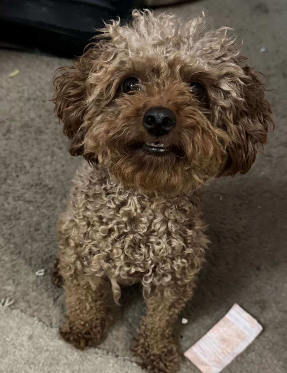 HeleneFrances2's tweet image. Meet the newest rescue added to my family. This is Pumpkin. My daughter saved her but she didnt get along with Aimee&apos;s kitties and puppy!!So now Pumpkin is part of the Frances rescue team with Nalee and Miley!Fits right in! #workingactor #streamingnetworks #DGA 
#PGA