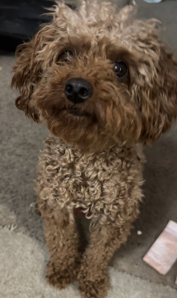 HeleneFrances2's tweet image. Meet the newest rescue added to my family. This is Pumpkin. My daughter saved her but she didnt get along with Aimee&apos;s kitties and puppy!!So now Pumpkin is part of the Frances rescue team with Nalee and Miley!Fits right in! #workingactor #streamingnetworks #DGA 
#PGA