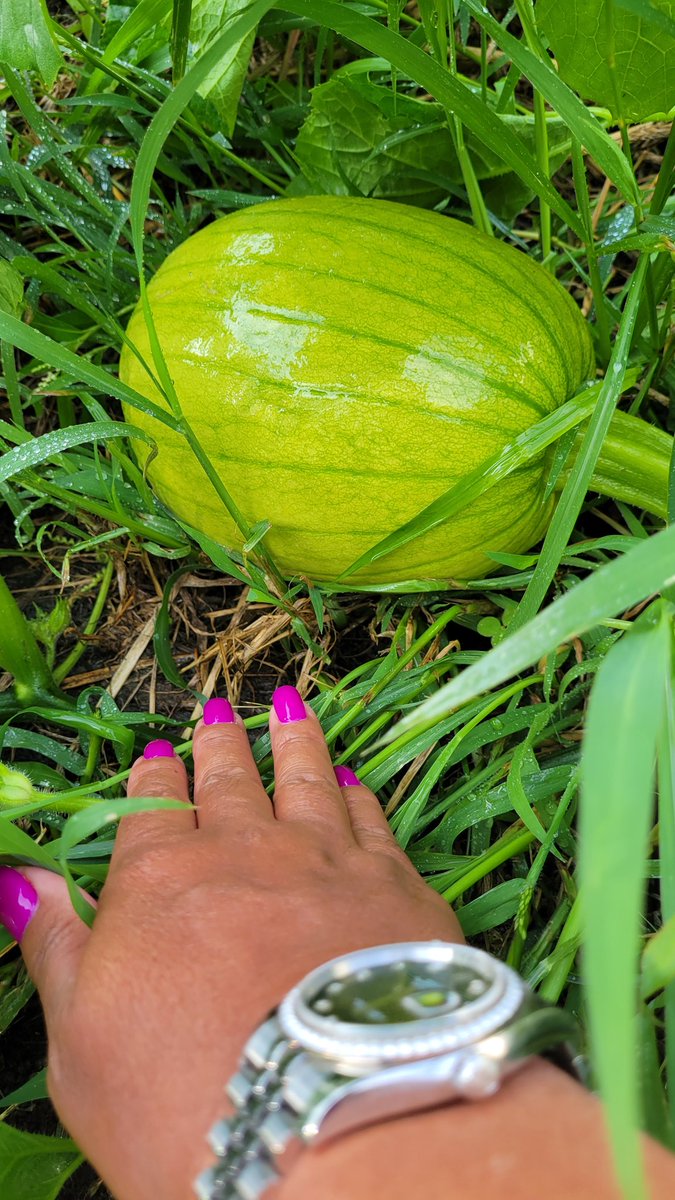 Sourine3's tweet photo. I think this is a watermelon.. #FarmerInTraining https://t.co/DNoNCE2IBY