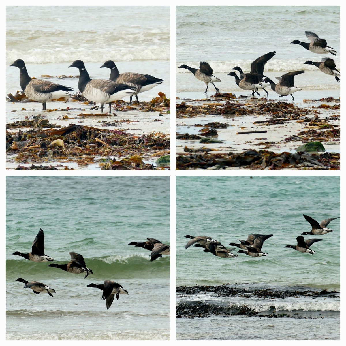 Vanessa Wright (@elgeeko1506) on Twitter photo Brent geese arrival today at Stoneybridge on South Uist. This feels early - wondering if the volcano eruption in Iceland has prompted an early migration? <a href="/StephenMoss_TV/">Stephen Moss</a> <a href="/WiWildlife/">Steve Duffield</a> <a href="/polyolbion/">Matt Merritt</a> 💚 Brent geese arrival today at Stoneybridge on South Uist. This feels early - wondering if the volcano eruption in Iceland has prompted an early migration? <a href="/StephenMoss_TV/">Stephen Moss</a> <a href="/WiWildlife/">Steve Duffield</a> <a href="/polyolbion/">Matt Merritt</a> 💚