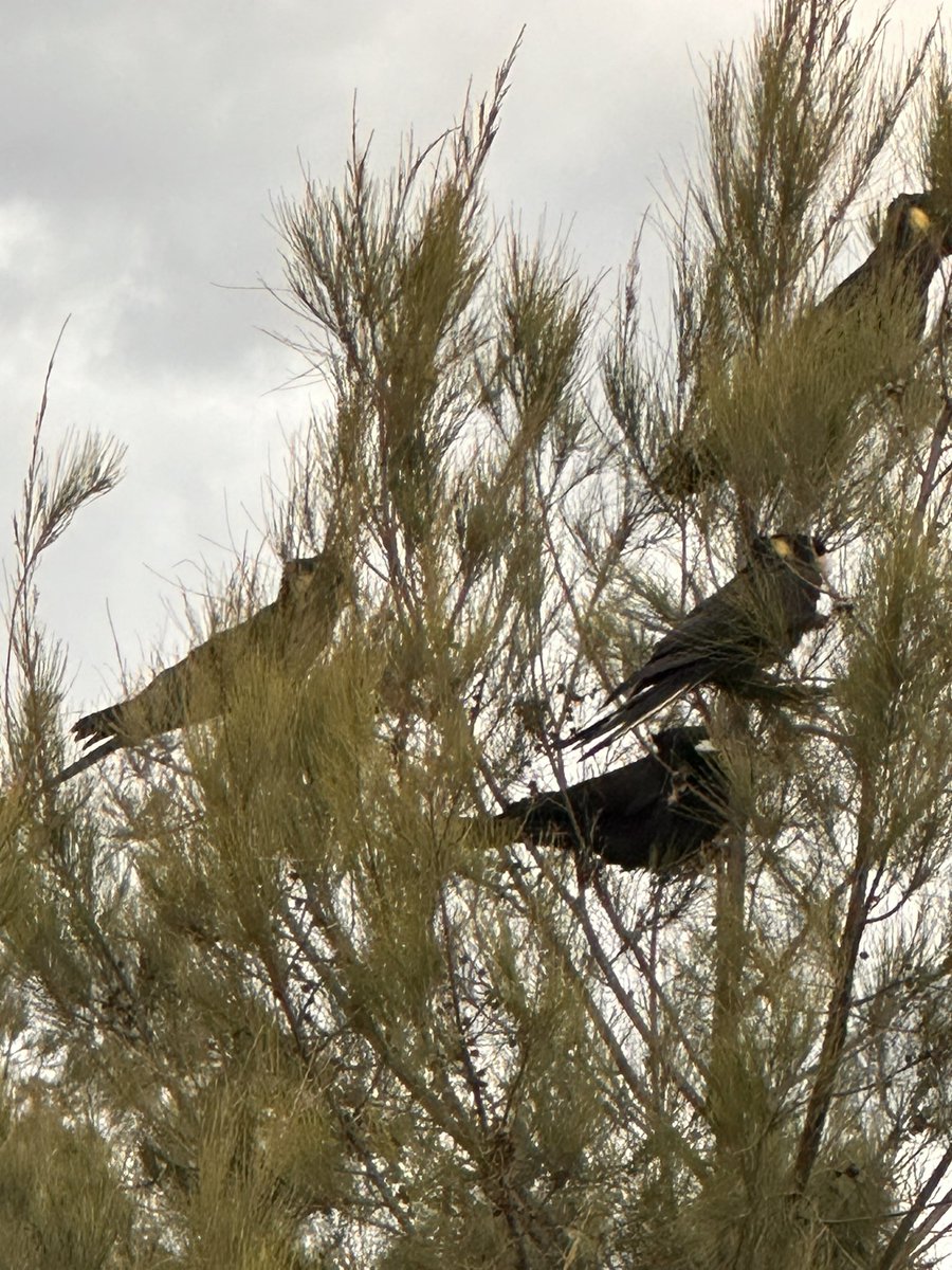 kelfuller's tweet image. Beautiful walk this morning - so many incredible sights #Shellharbour