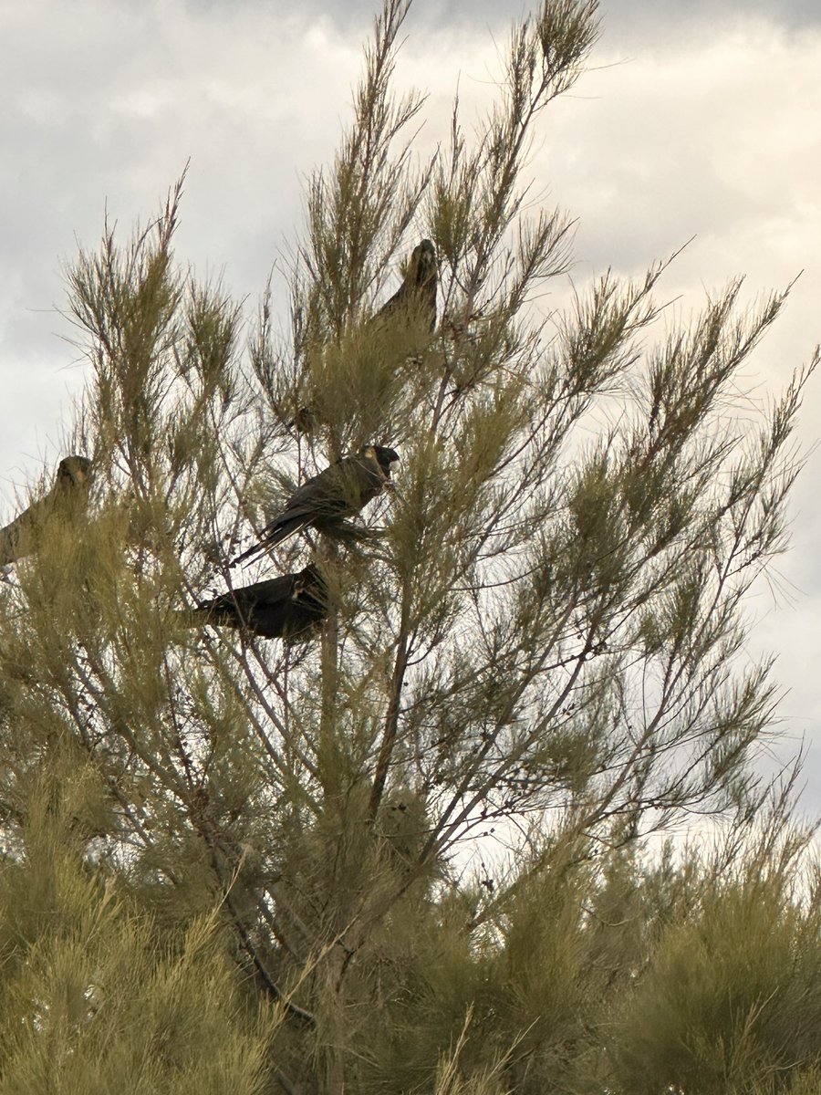 kelfuller's tweet image. Beautiful walk this morning - so many incredible sights #Shellharbour