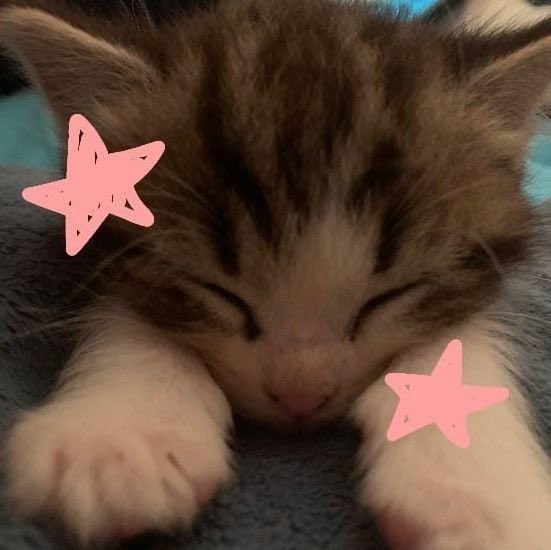tenleecats's tweet photo. 🐈🐾⭐️ https://t.co/4g2PYY61m4