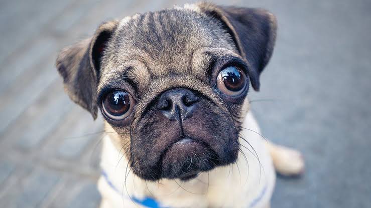 HarrisHarp67564's tweet photo. Awww I wish I could have a puppy like this 😭 https://t.co/xS2AZytlTW