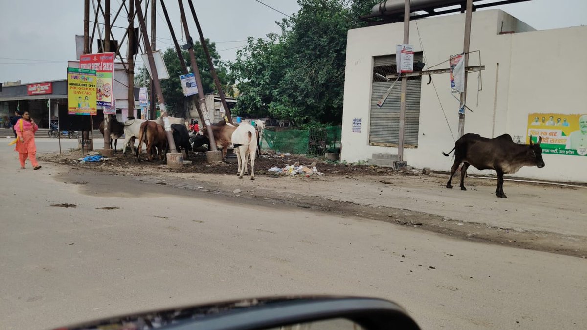 क्या Ace सिटी पुलिस चौकी और Brhama Square के पास  इन सांडों द्वारा <a href="/OfficialGNIDA/">Greater Noida Industrial Development Authority</a>  किसी अनहोनी का इंतज़ार कर रही है। न जाने कितनी बार शिकायत की जा चुकी है लेकिन समाधान नहीं मिल रहा। 
<a href="/dmgbnagar/">DM G.B. Nagar/NOIDA</a> <a href="/myogioffice/">Yogi Adityanath Office</a>