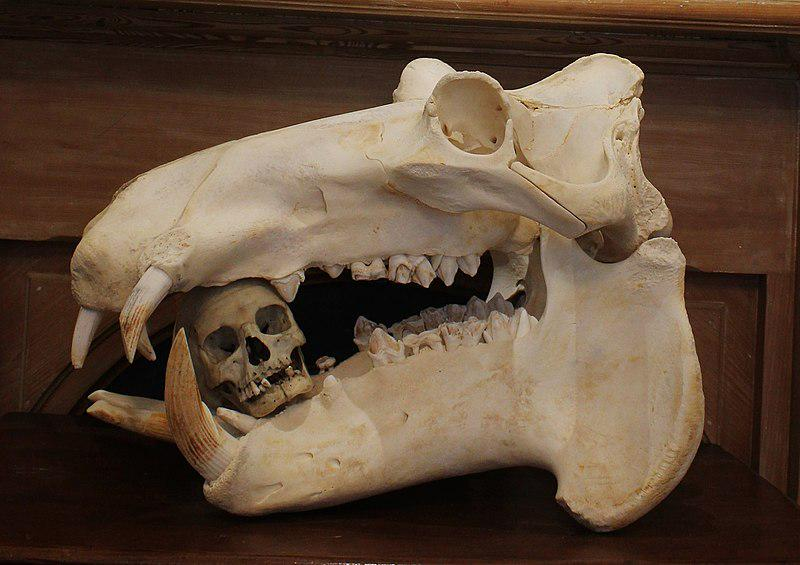 Esponjamental's tweet photo. Un cráneo de hipopótamo con un cráneo humano como comparación. https://t.co/nCNaJPY2hF