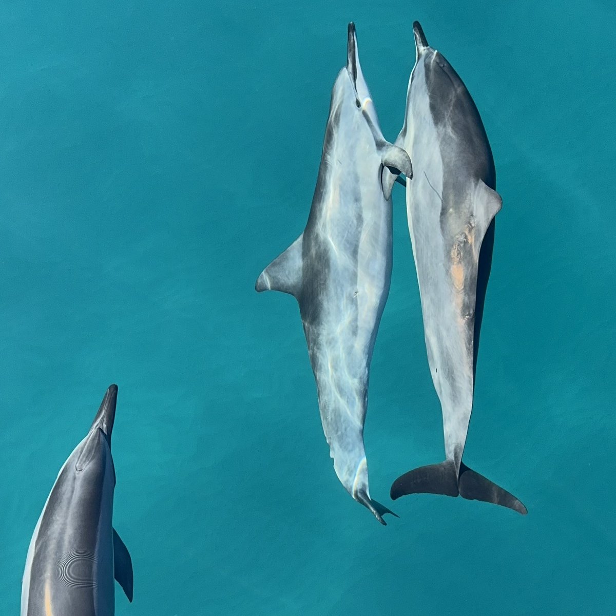 GrandHyattKauai's tweet photo. Oh, the amazing things you see...
In Hawai`i.
#dolphin #dolphins #kauai #napalicoast #bluedolphincharters #grandhyattkauai https://t.co/uwte7zao93