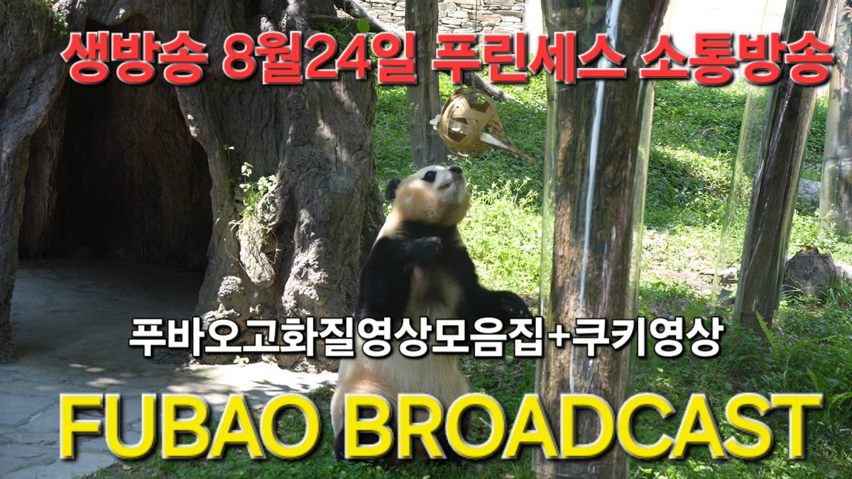 ITSHOWDAD's tweet photo. 생방송 8월24일 푸린세스🐼🌈💜소통방송
션수핑친구들/션수핑친구들/成都청두야경/강바오님숙소/협곡 다양한 쿠키영상대방출中행복한 주말 보내세요🌈 https://t.co/gFGYyPIc6l
#푸바오 #FUBAO #福宝  #PANDA https://t.co/1Tmct8tjFE