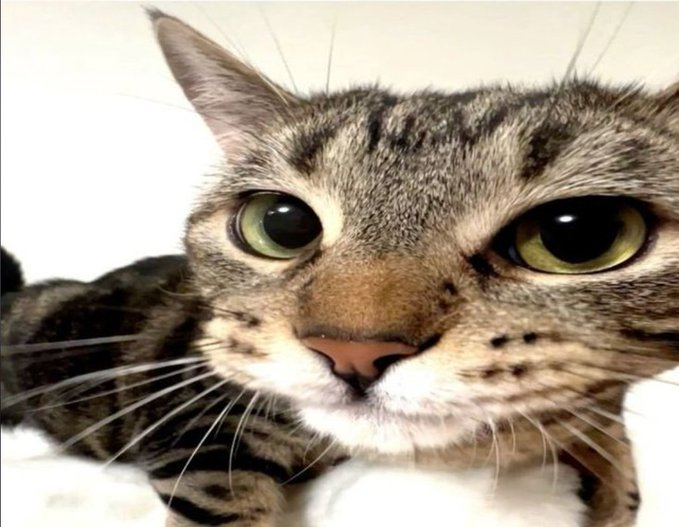 <a href="/ClairvoyanceSpl/">Clairvoyance</a>