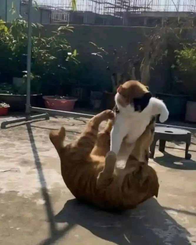 Punch Cat tweet media