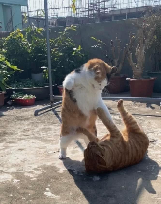 Punch Cat tweet media