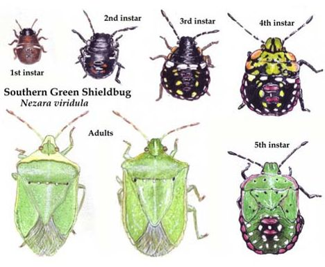 Got bugs? Also known as Stink Bugs, you can report these invasive insects at the WSU’s Washington State Pest Management Resource Service:extension.wsu.edu/wsprs/2016/10/…. Contact the Garden Hotline for food safe controls. 206.633.0224 or email help@gardenhotline.org