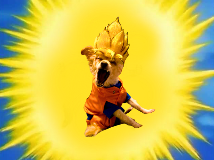 gokudogsolana's tweet photo. @MrHoggerSol @Dior100x *deep breath* 

AHHHHHHHHHHHHHHHHHHHHHHHHHHHHHHHHHHHHHHHHHHHHHHHHHHHHHHHHHHHHHHHH https://t.co/QbwhnQAQi8