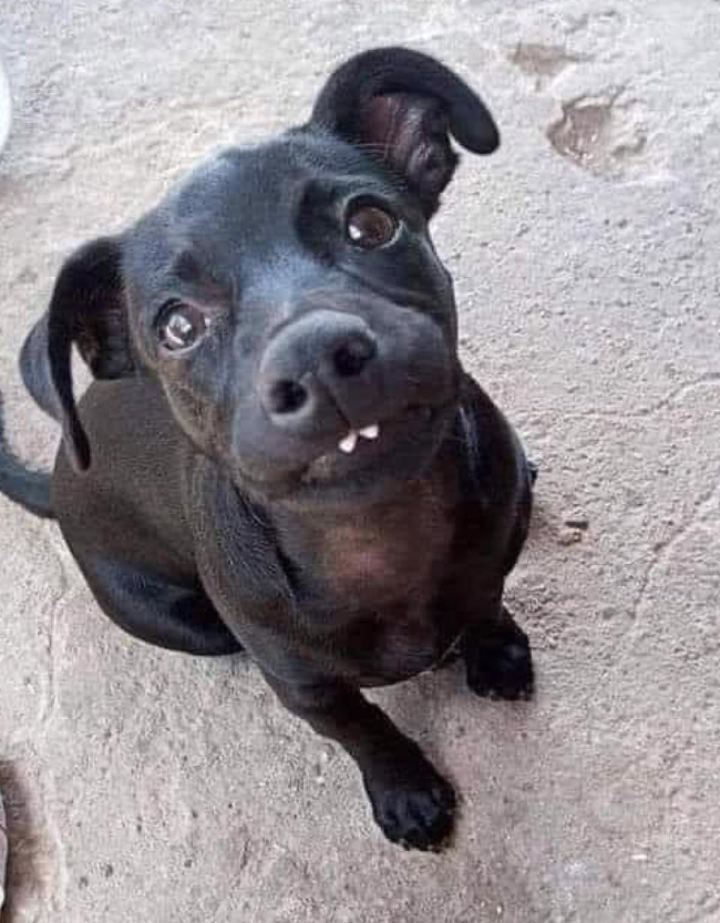 "I went to the shelter and told them I want the puppy that no one takes .... They showed me this angel !!!! They told me that all the brothers from this rescue already have families ... Nobody chose him !!! I do not know how people think but I fell in love with him !!!!