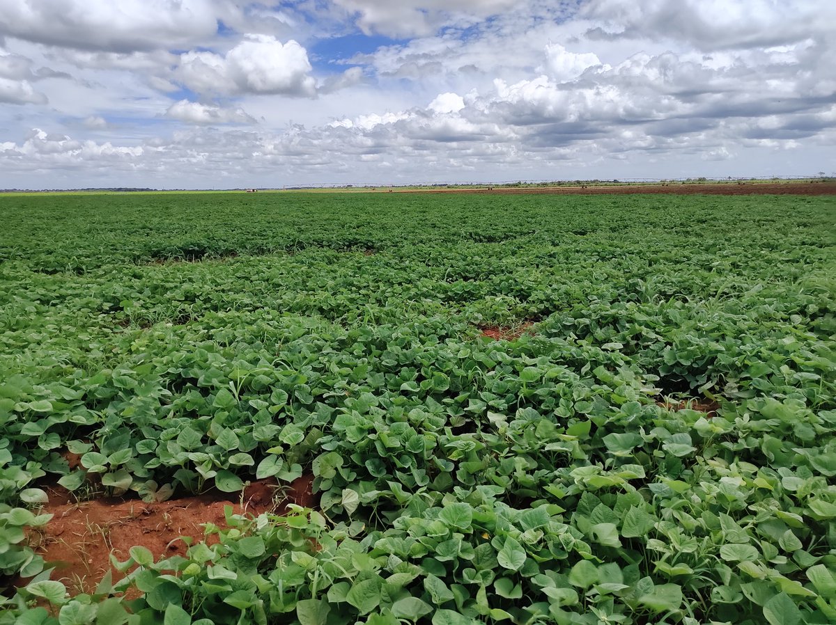 En #CiegoDeAvila,  junto al delegado de la agricultura y el presidente de la Anap, evaluamos  los  indicadores económicos y productivos de las CPA Paquito González, Revolución de Octubre y la CCS Máximo Gómez, discutimos además el plan de siembra  campaña de frío.#AnapCuba
