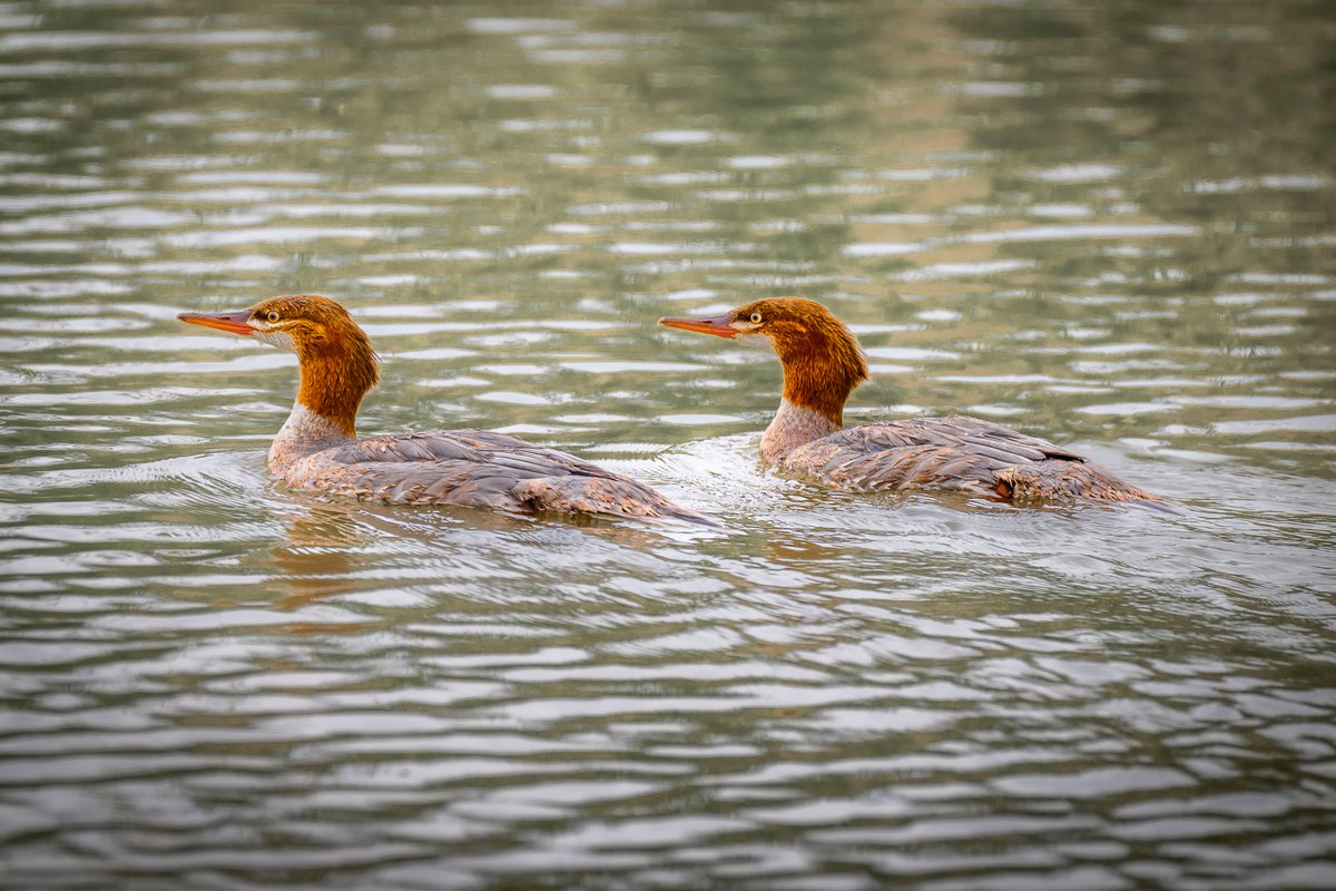 photos_walker's tweet photo. Mergansers. Coyote Hills Fremont CA https://t.co/6967rQFO9A