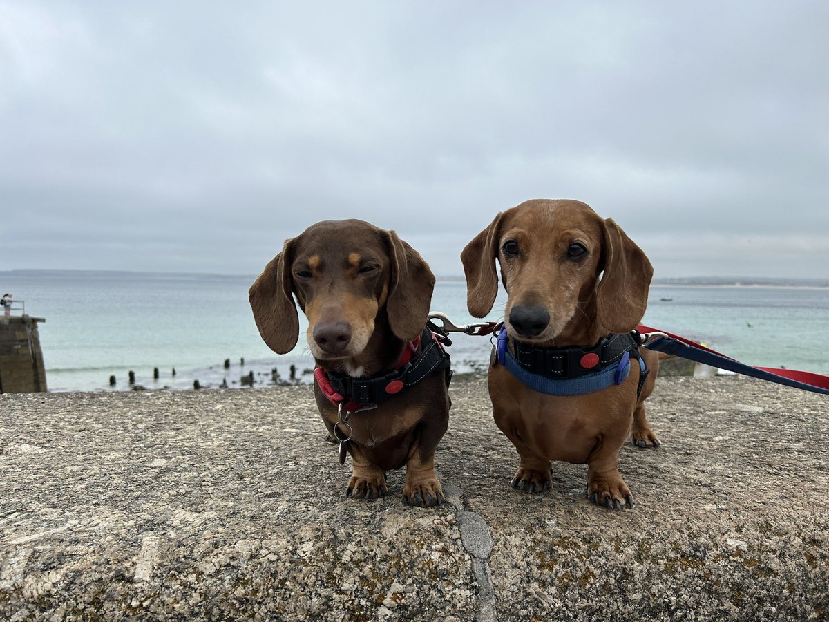 tools_out's tweet image. My boys 🐶❤️