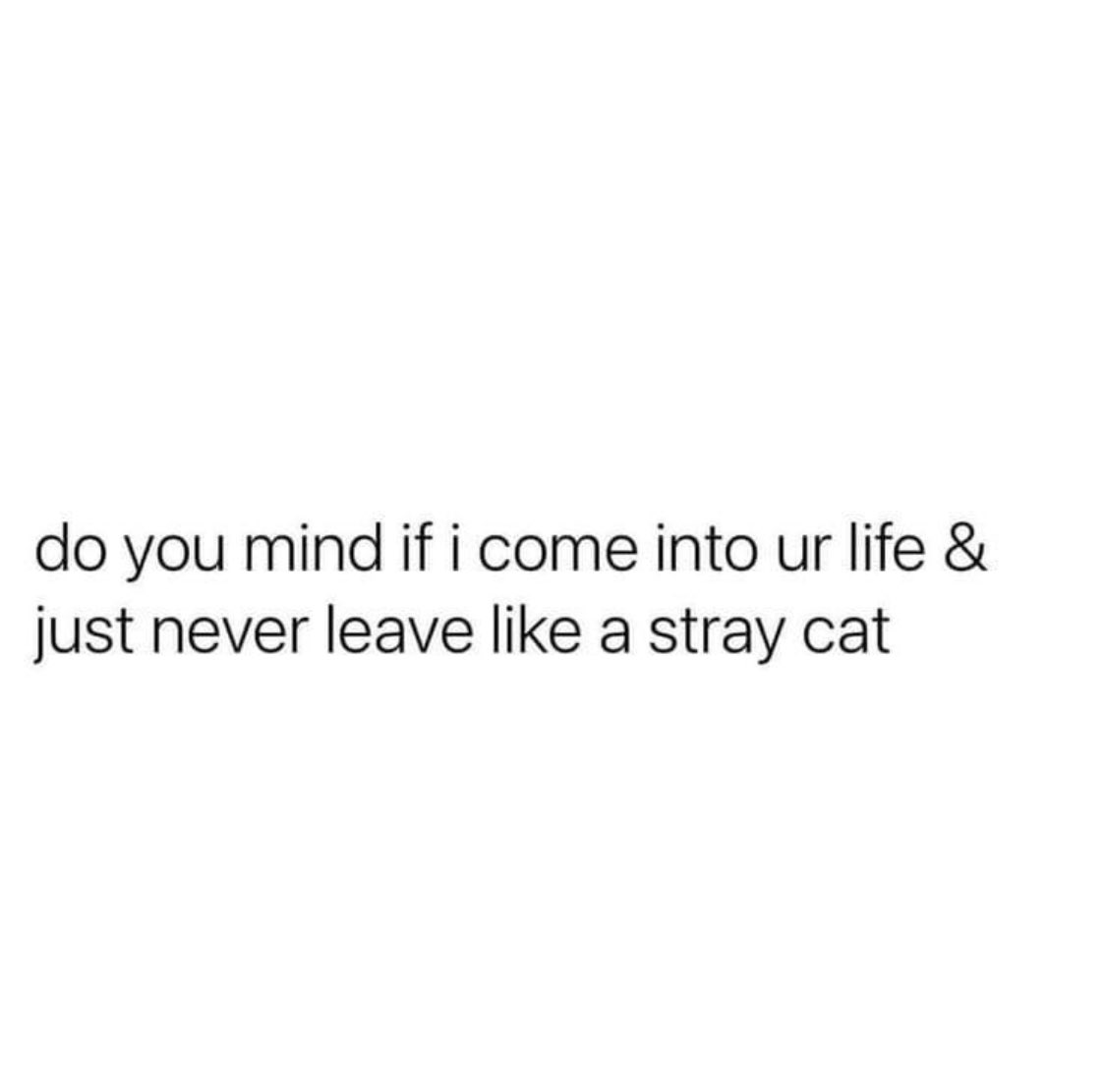 I promise so long as I get snacks I’ll be the best stray kitty ever 💜🖤🤍