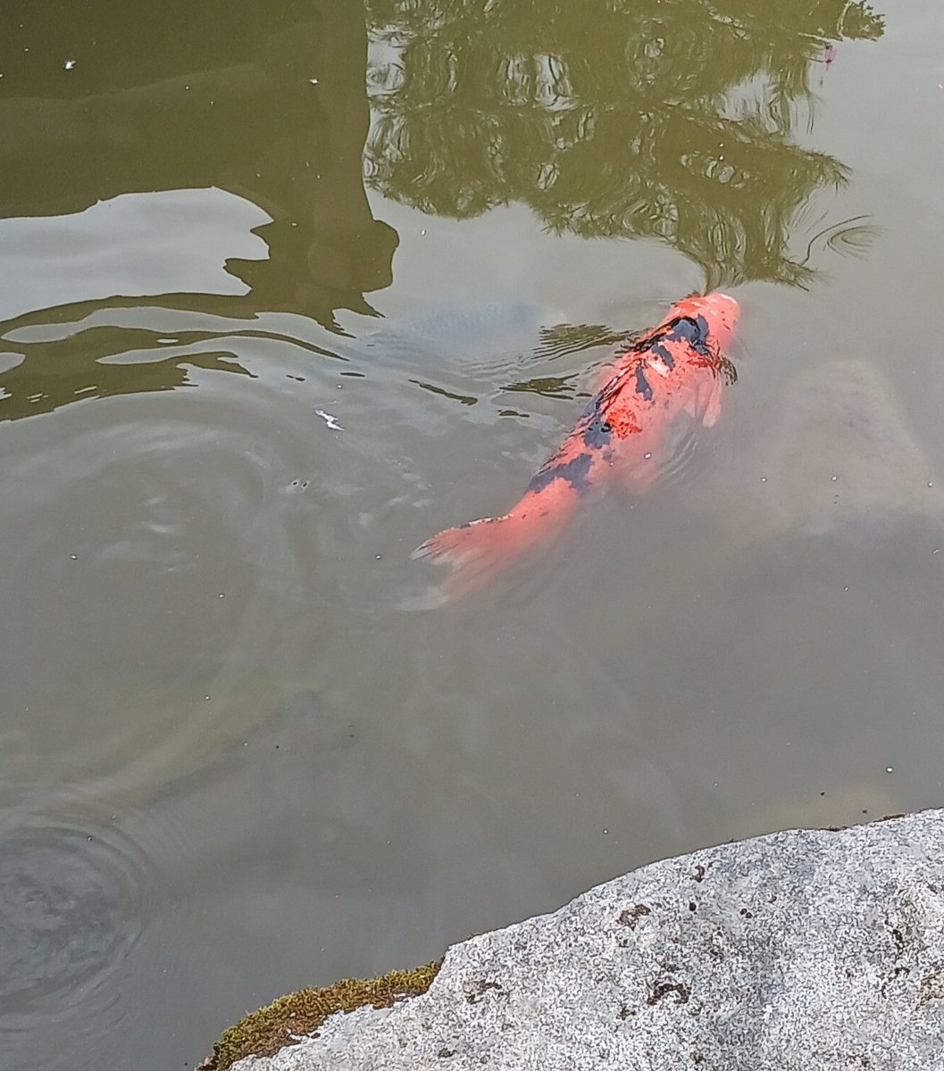 Mommie saw diz itz a Koi fishie