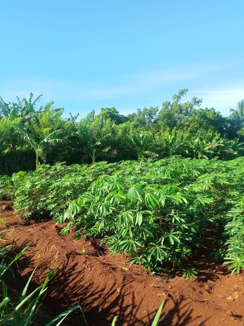 Un excelente día de campo en Ciro Redondo. #JuntoPodemos  lograr que nuestra agricultura avance #PorCiroRedondoTodp #LatirAvileño  <a href="/PartidoPCC/">Partido Comunista de Cuba</a> <a href="/DisleyAcosta1/">Disley Lopez</a> <a href="/DrRobertoMOjeda/">Dr. Roberto Morales Ojeda</a> <a href="/JHGcasanova/">julio Heriberto Gómez Casanova</a> <a href="/alfremenende/">Alfre Menendez</a>  <a href="/ivanc73/">Ivanc73</a> <a href="/JorgeMadrigalD/">Jorge Madrigal</a> @chamberohoy