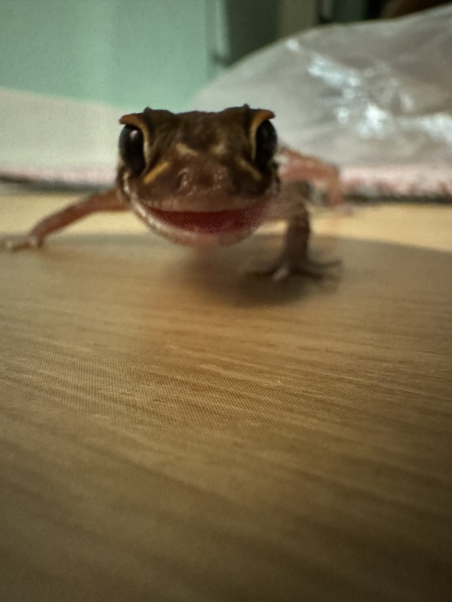 おはよ☀️🦎