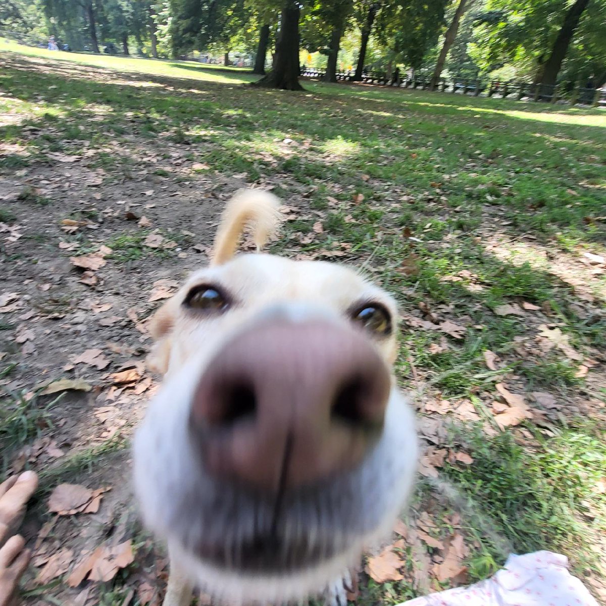 Today we went 🚇 to Central Park!! 🌳🏙️ Who wants a #CentralPark boop? 🐾🤩 #DogsOfTwitter