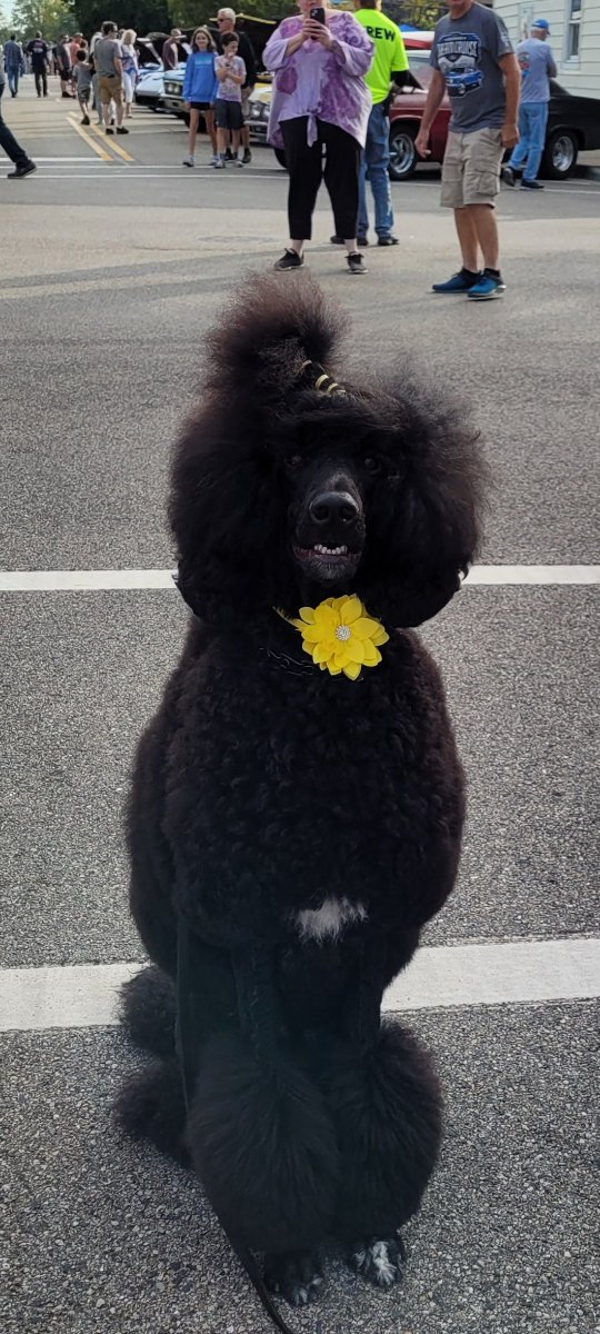 Give me the motivation to make a poodle fursuit partial