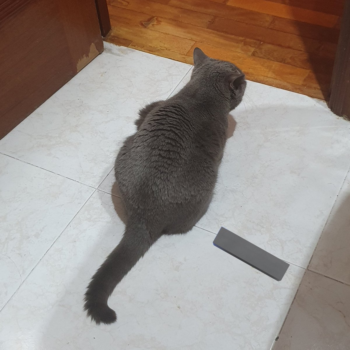 kikerune's tweet photo. Mi gato me hace de guardaespaldas mientras estoy en el baño, vosotros qué tenéis? 😼 https://t.co/aBQstVpjPA