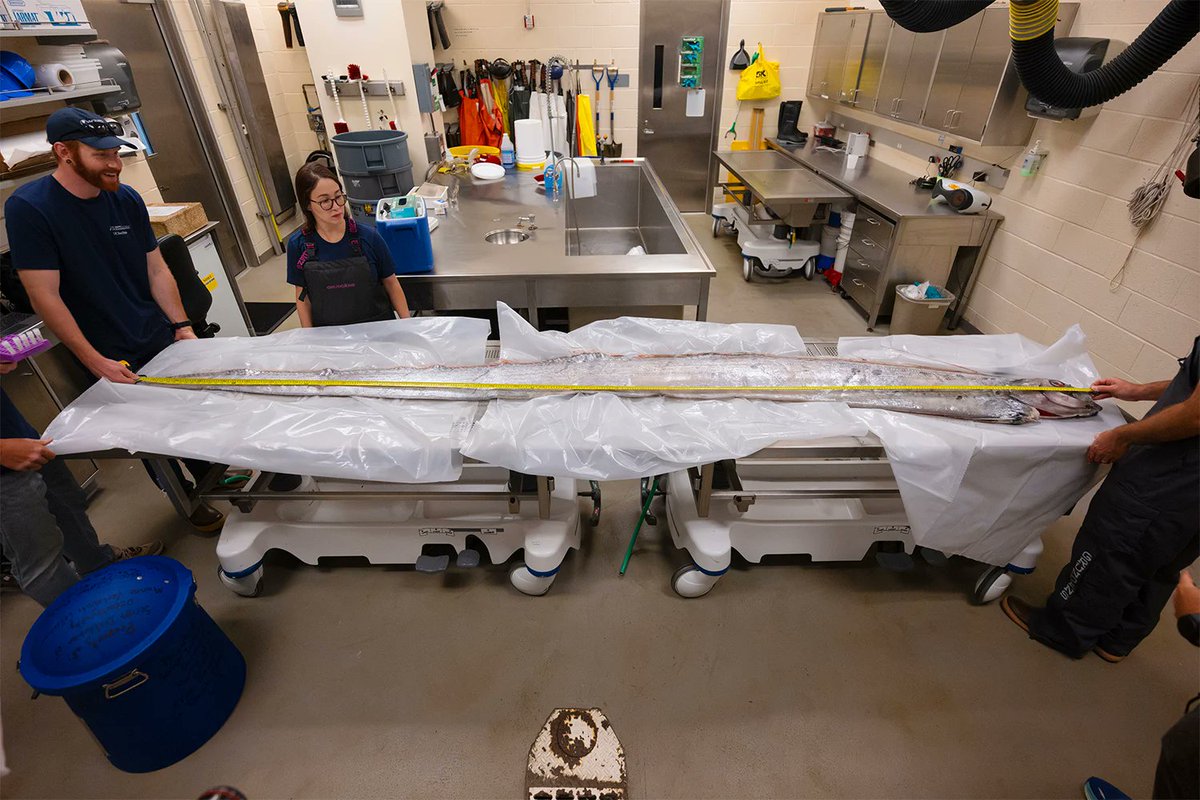 DigiNFTs's tweet photo. Death of Rare 3.7 Metre “Doomsday” Fish: A Mysterious Occurrence in the Depths
https://t.co/9bjHeSc0Kz
#digiplanet #investinginsurvival #thrivingonsuccess #diginfts #DoomsdayFish #OarFish https://t.co/WViisDlTdN