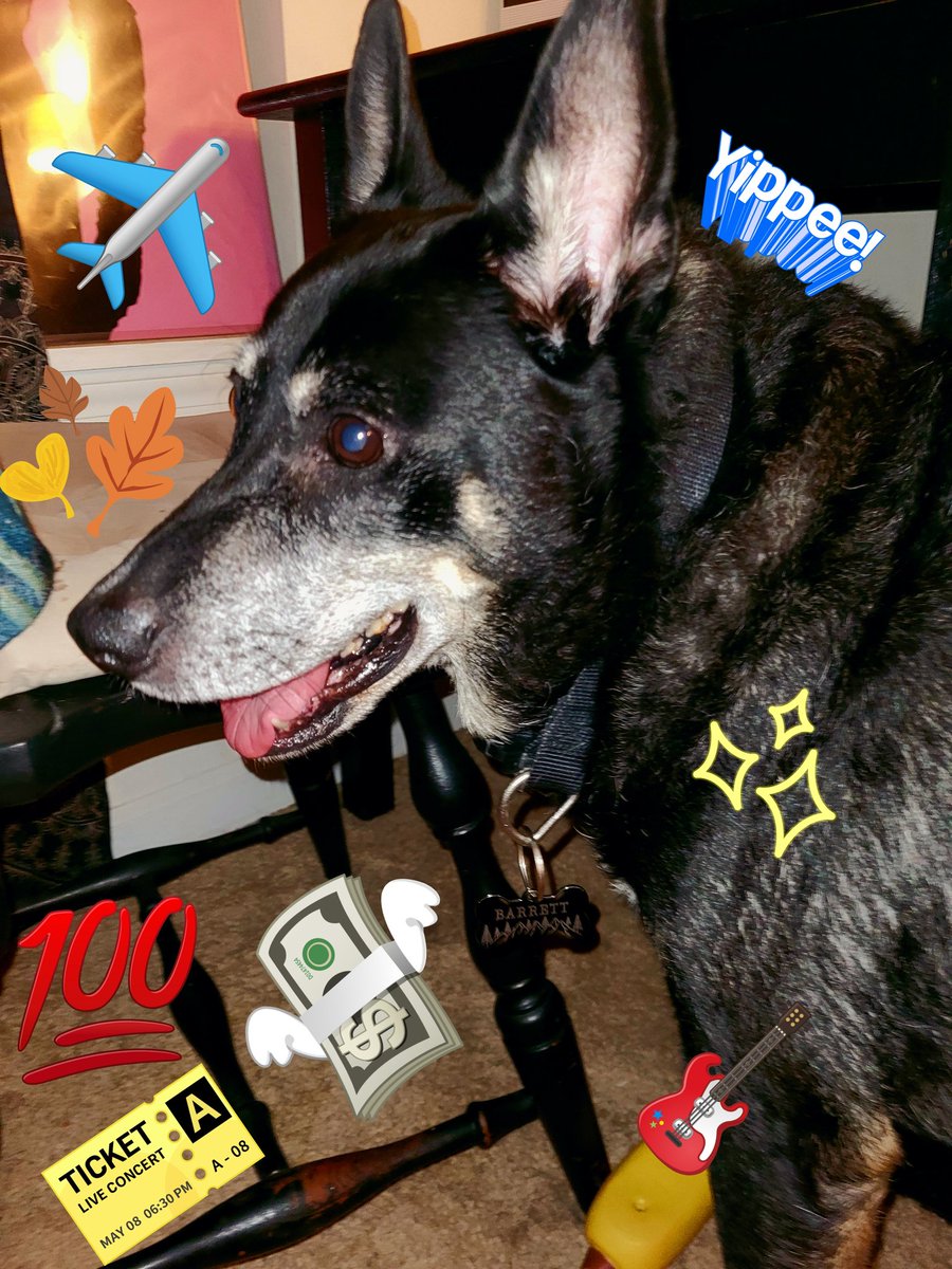 The Blair (@thebearblair45) on Twitter photo 