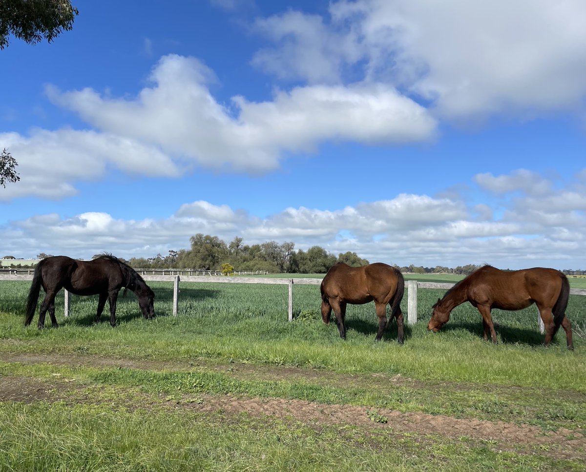 GaistJanet's tweet photo. Fuel efficient lawn mowing  retired broodmares aged 19 and  23 keeping laneways under control 😀😀 https://t.co/QZH5vcmPIU