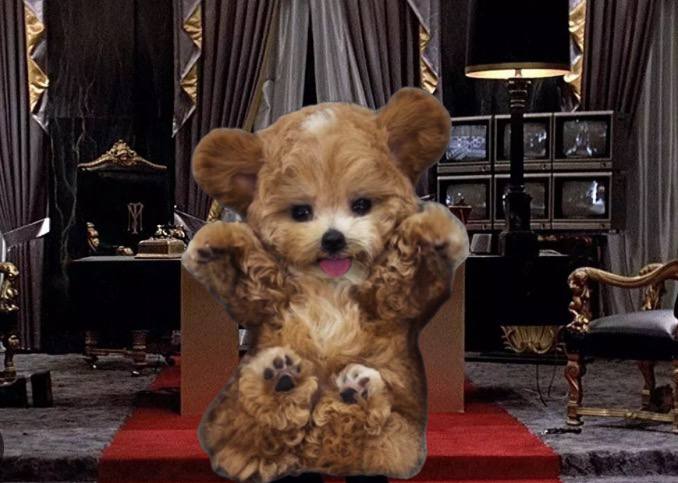 HugglesSOL's tweet photo. SAY HELLO TO OUR LIL FRIEND, Huggles!  Coming soon to take over @solana!! 

https://t.co/fGRCGdMBgQ https://t.co/c5T5IxSJF6