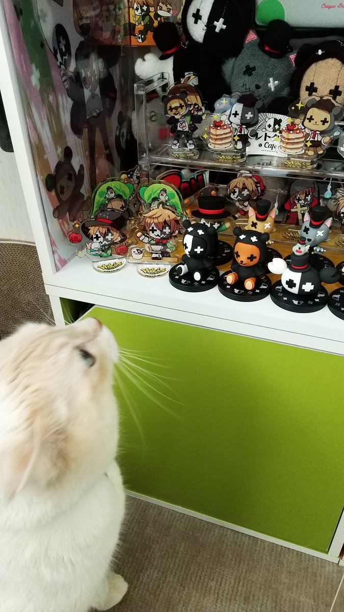 2nd_motion's tweet photo. 猫に狙われる仲間たち https://t.co/ig0d0ju9Jx