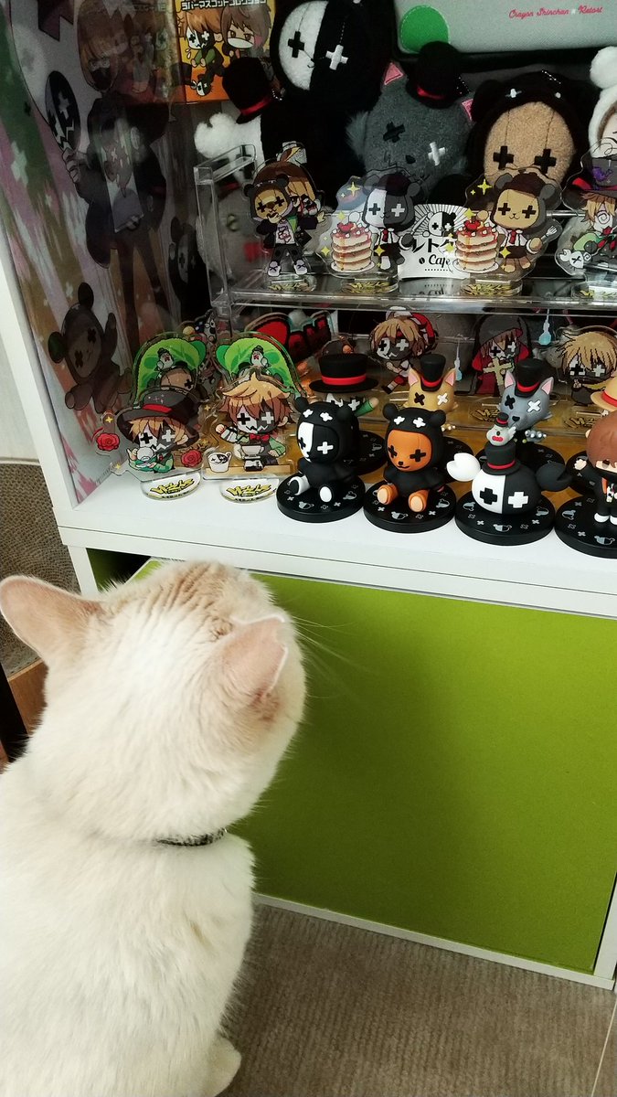 2nd_motion's tweet photo. 猫に狙われる仲間たち https://t.co/ig0d0ju9Jx