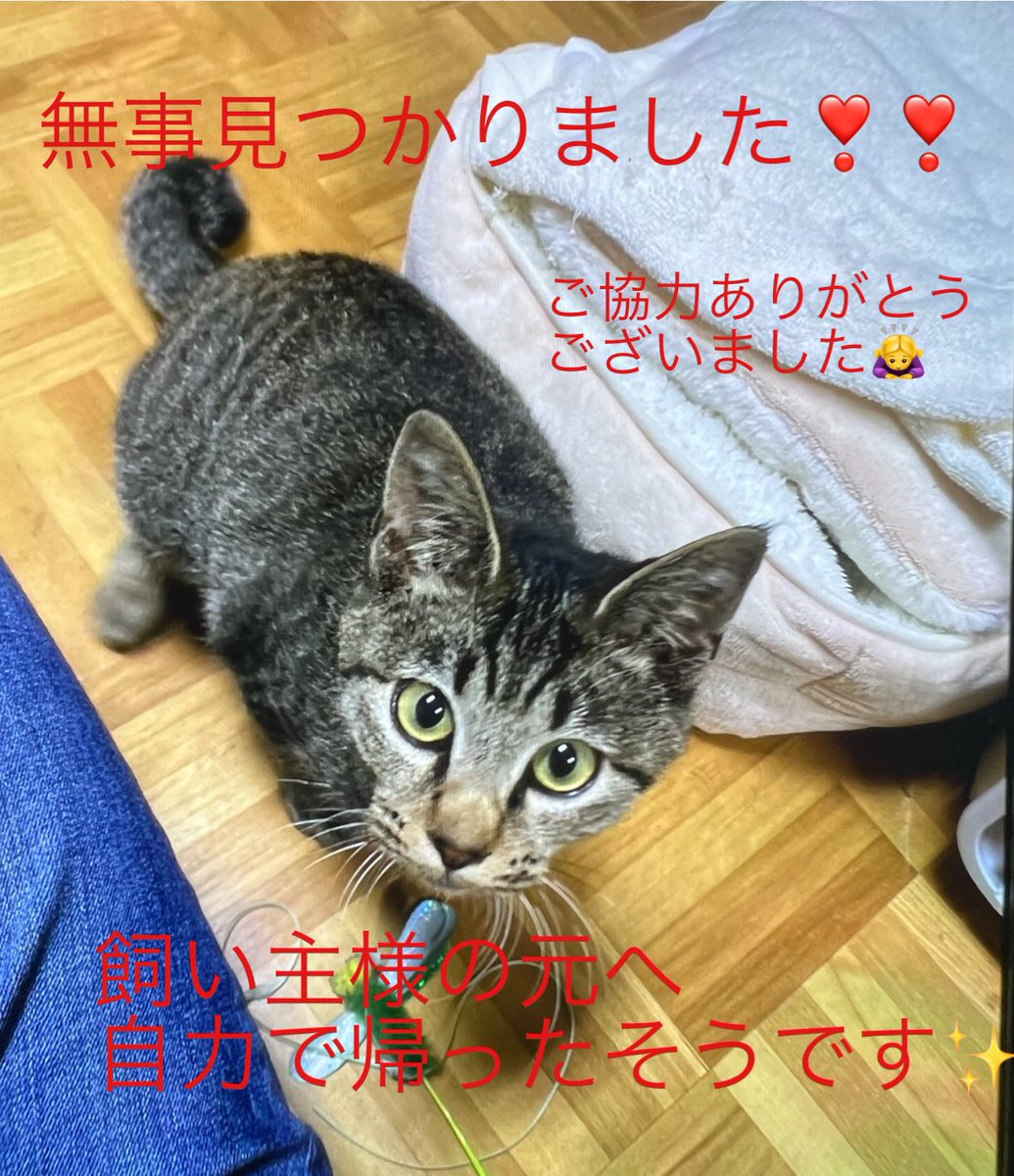 inunecojikan's tweet photo. #ご報告✨#拡散rtありがとうございました
#無事見つかりました✨
飼い主様宅の前に昨日の深夜に座って居たとのことで、怪我もなく無事にお家に戻りましたとの事です。
探してくれたり、rtしてくれたり、気に掛けてくださったり、無事を祈ってくださってたり、本当に本当にありがとうございます‼️ https://t.co/mKCxxziZWA