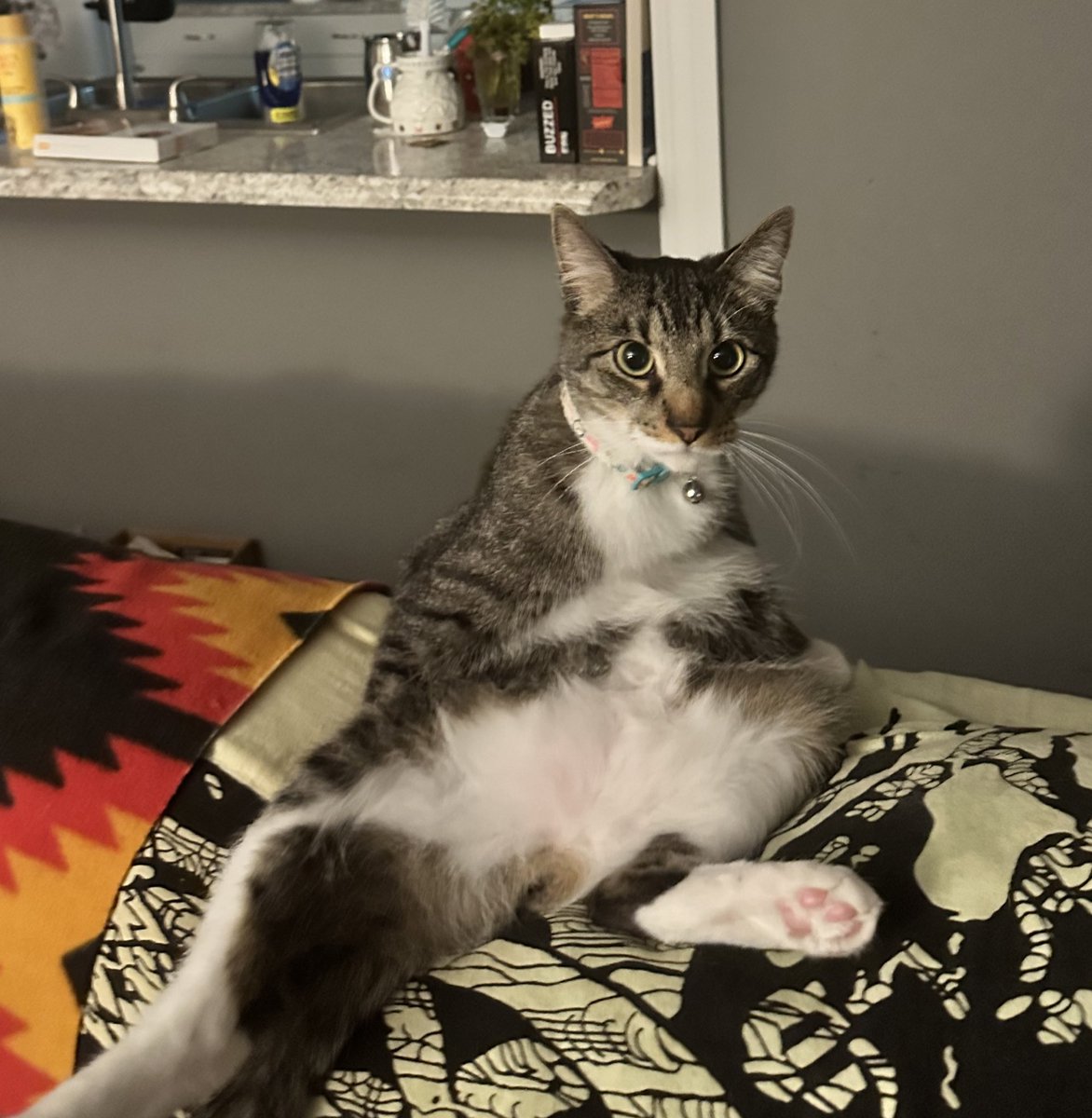 uchiha_mayu's tweet photo. @CenoCrocodile This is Emperor Pawpatine, he is one crazy cat https://t.co/NcdgSPtZ3J