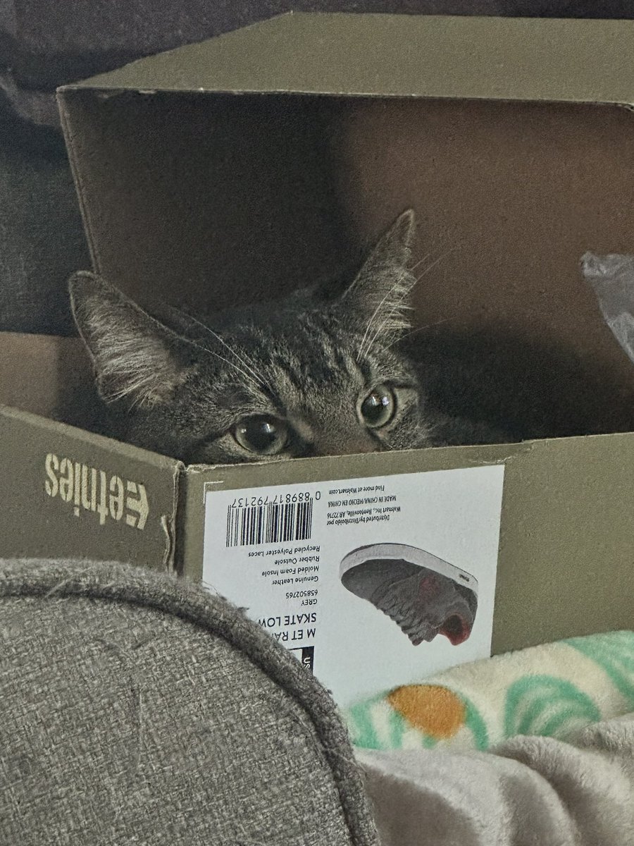 uchiha_mayu's tweet photo. @CenoCrocodile This is Emperor Pawpatine, he is one crazy cat https://t.co/NcdgSPtZ3J