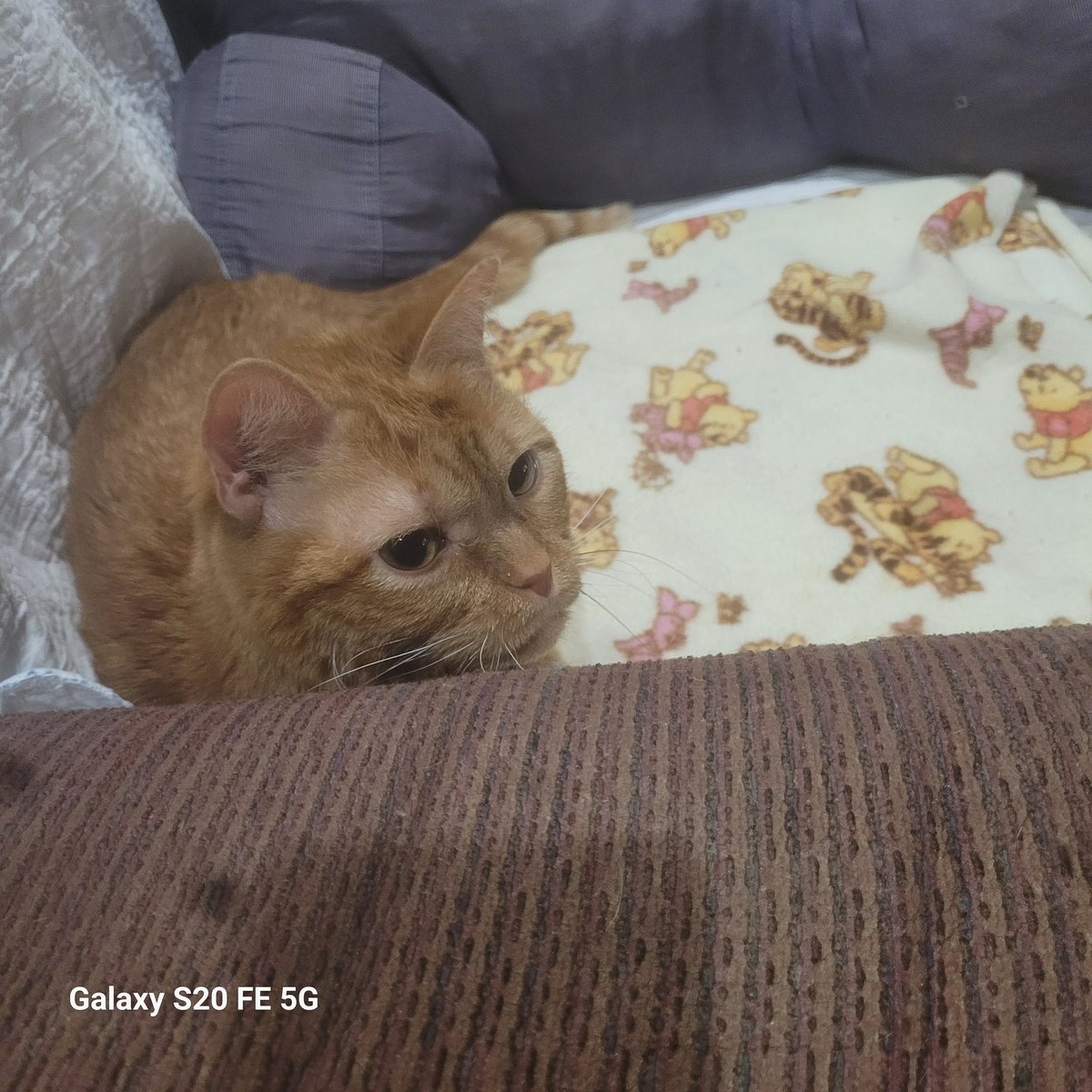 lynnslagle42's tweet photo. We are home, belly is full, now to watch some teevee's. Giving mom some side eye because she is taking more pictures. 😾 #cerebellarhypoplasia #chlove #wobblykitty #chkitty #louiepatchouliblue #smallboi #whymomwhy #nomorepictures #imtirednow #bellyfullsleeptime https://t.co/sucZmVX8lD
