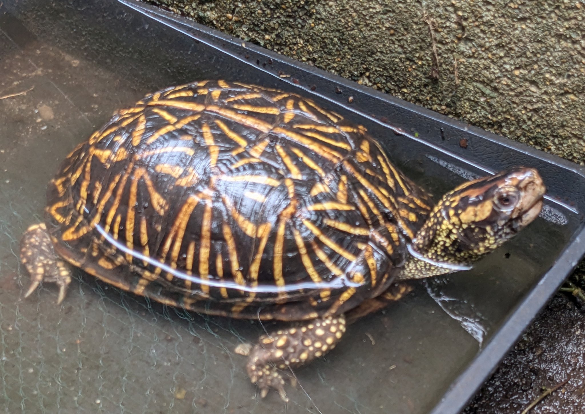 フロリダ – търсене / X