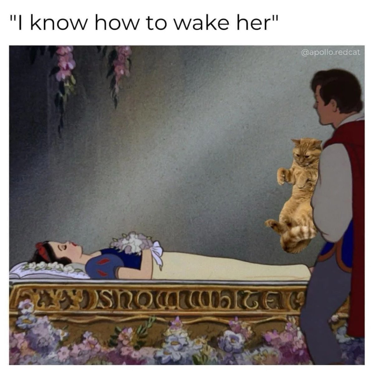 WholesomeMeme's tweet photo. https://t.co/kBtSpV5JIt