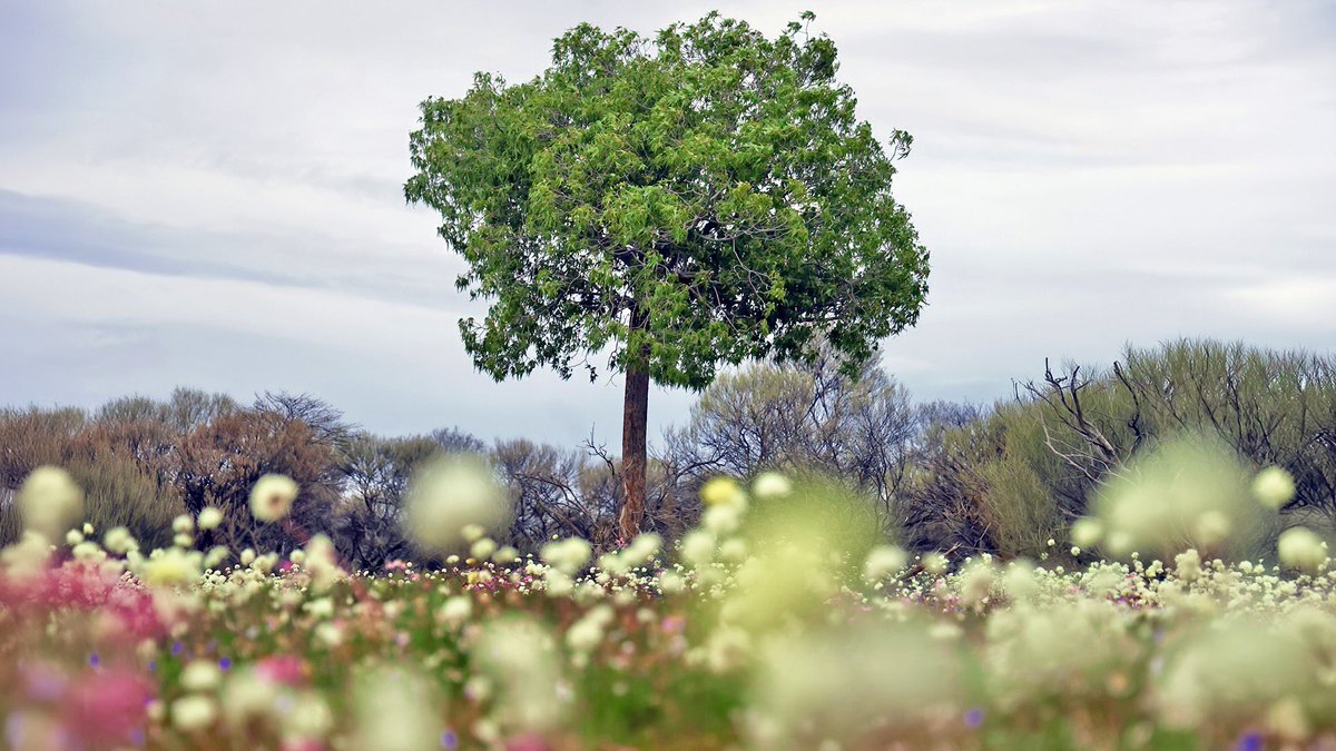 Chris Lewis tweet media