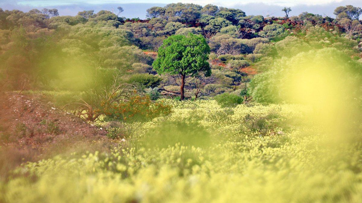 Chris Lewis tweet media