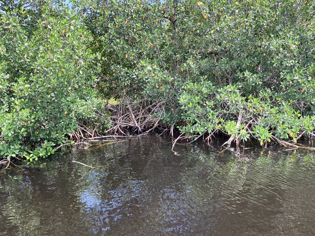 Spot the juvenile croc! 🐊 👀