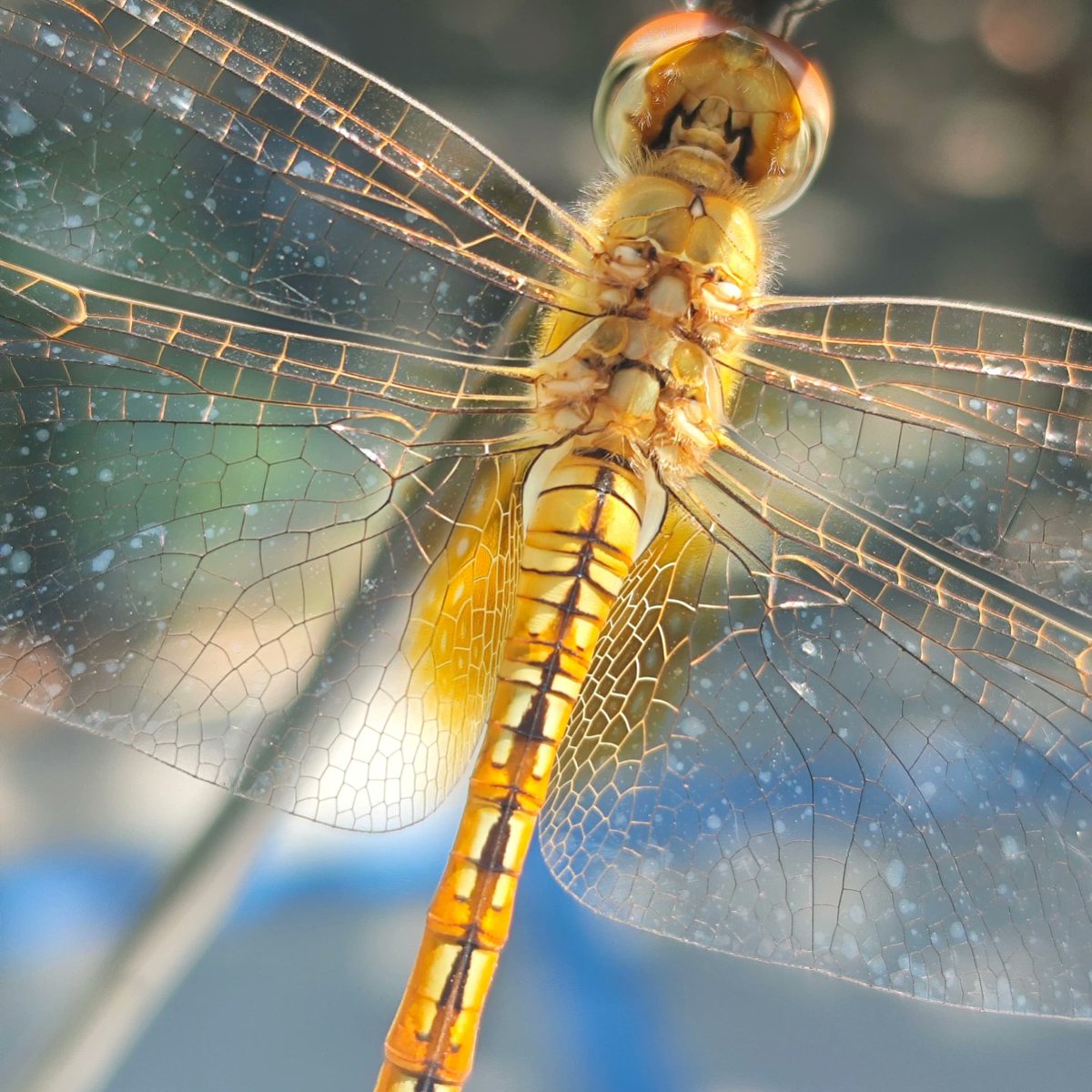 Venkat3681's tweet photo. #insects #dragonfly #insectgram #macrophotography #macroshot #insectphotography #insects_macro #myclick #pocof6 #nofilter #insectsofinstagram #photographylife #photographylovers #photographyart #streetphotography #insectphoto #insectmacro #insects_of_our_world #closeupphotography https://t.co/nZZEHD2Ug6